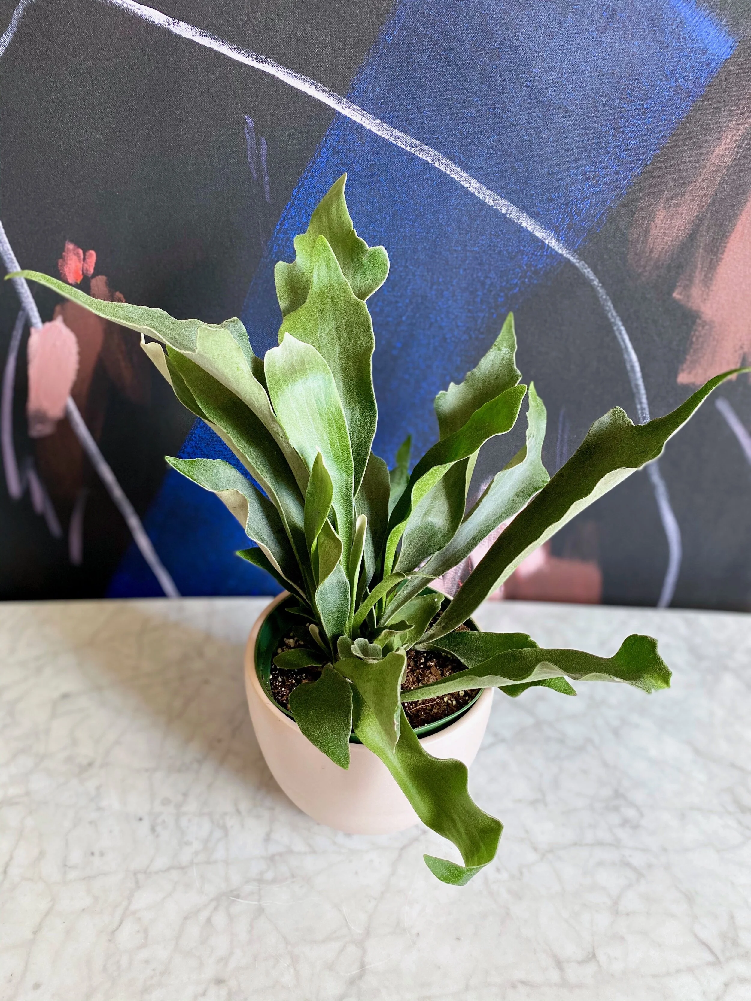 Platycerium Bifurcatum, Staghorn Fern — The Tender Gardener